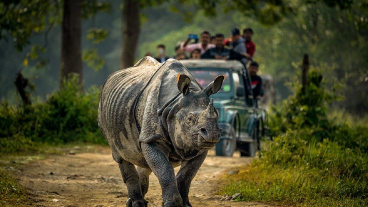 Kaziranga National Park Caravan Tour (4 Days / 3 Nights)